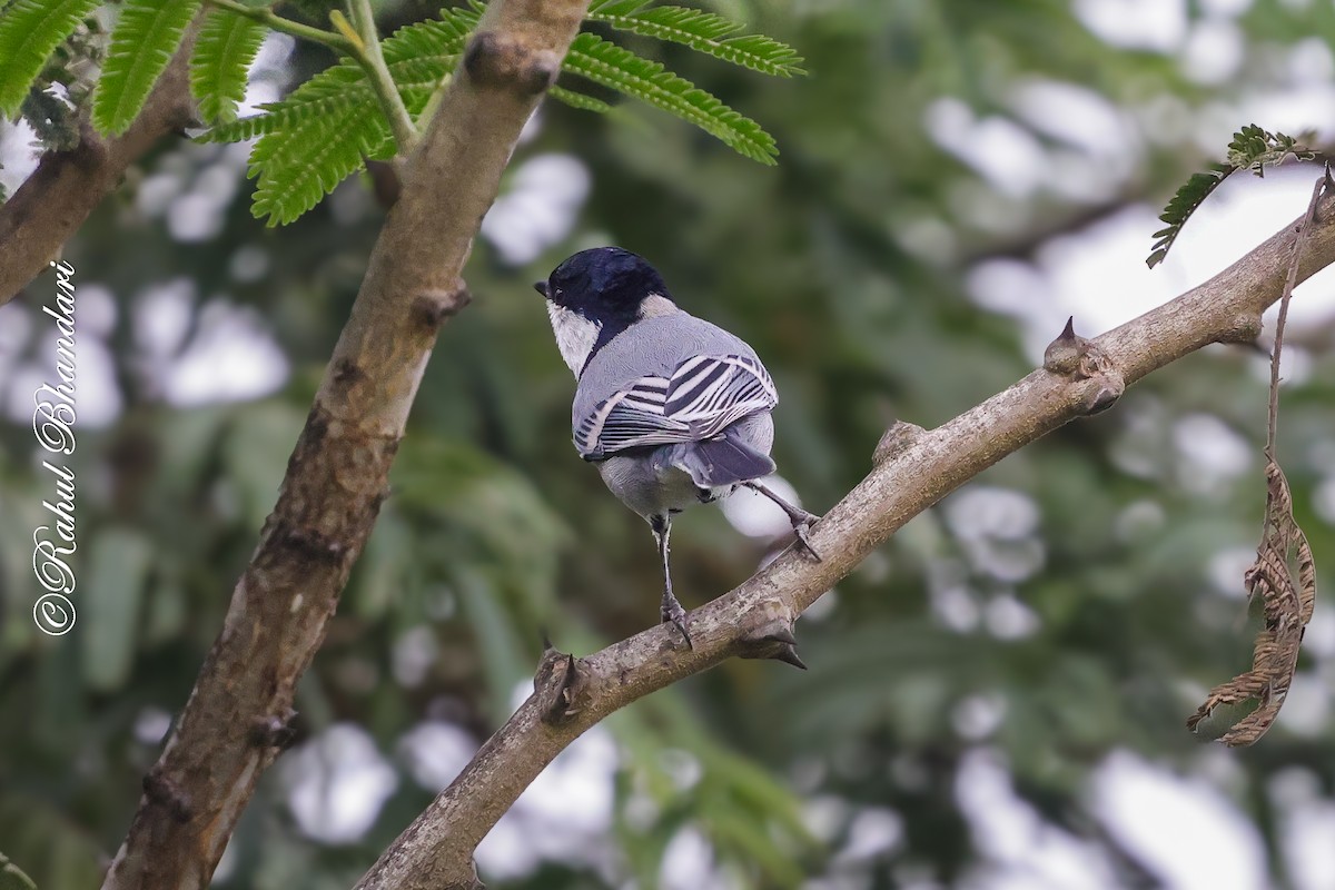 シジュウカラ（cinereus グループ） - ML645444345