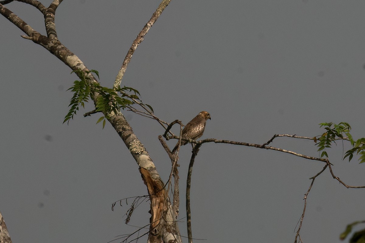 jestřábec bělooký - ML645444347