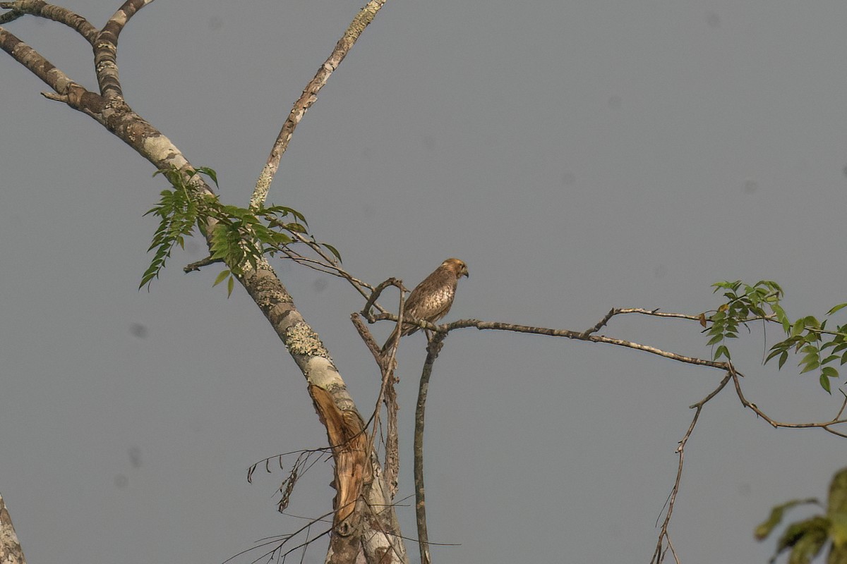 jestřábec bělooký - ML645444351