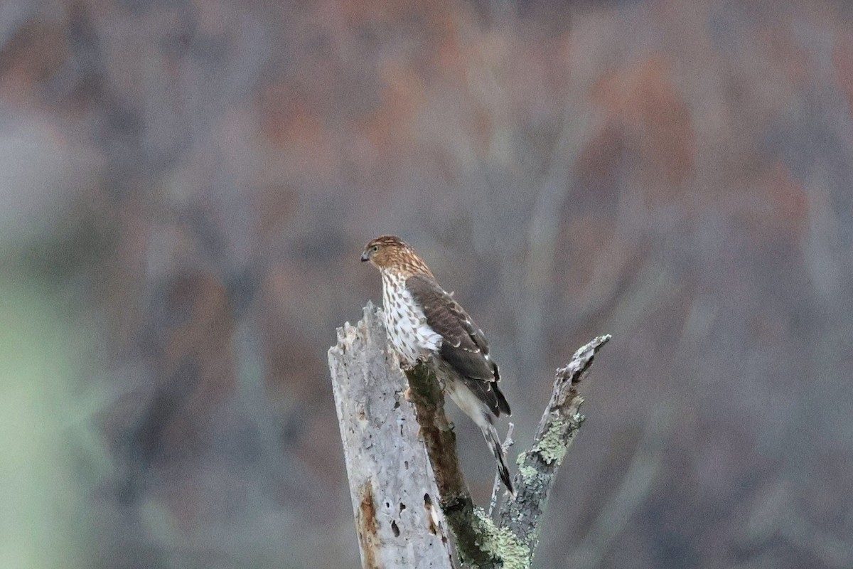 Cooper's Hawk - ML645444355