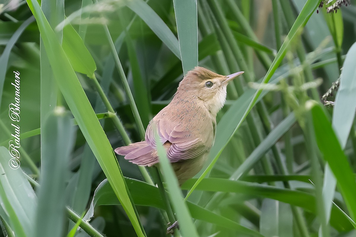 rákosník hlučnohlasý - ML645444362