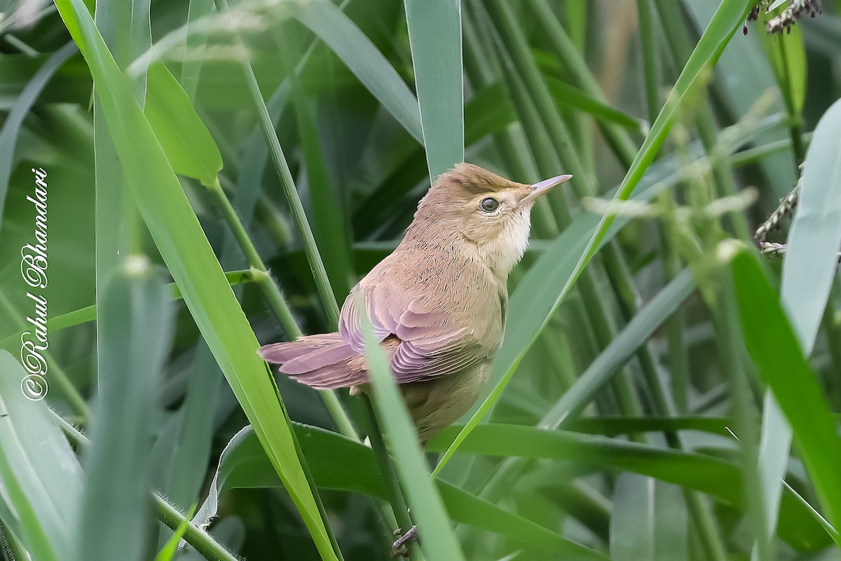 rákosník hlučnohlasý - ML645444363