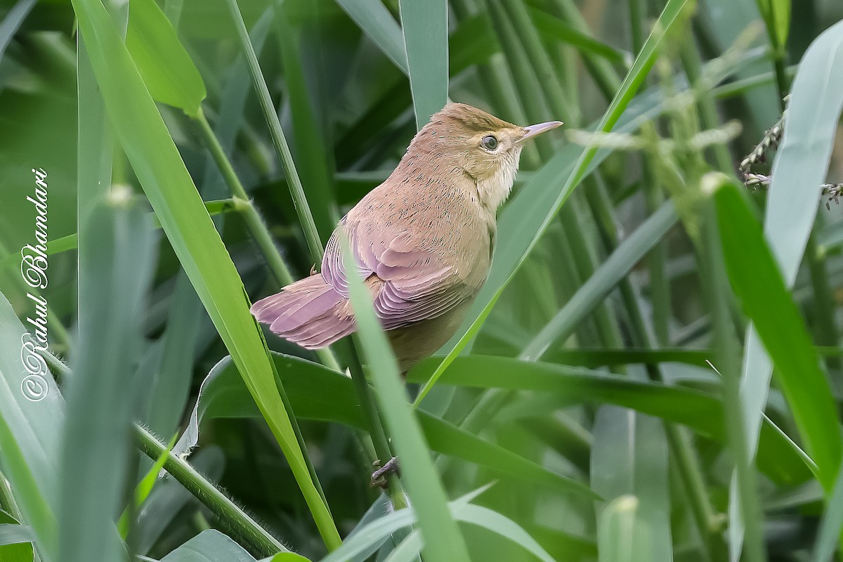 rákosník hlučnohlasý - ML645444364