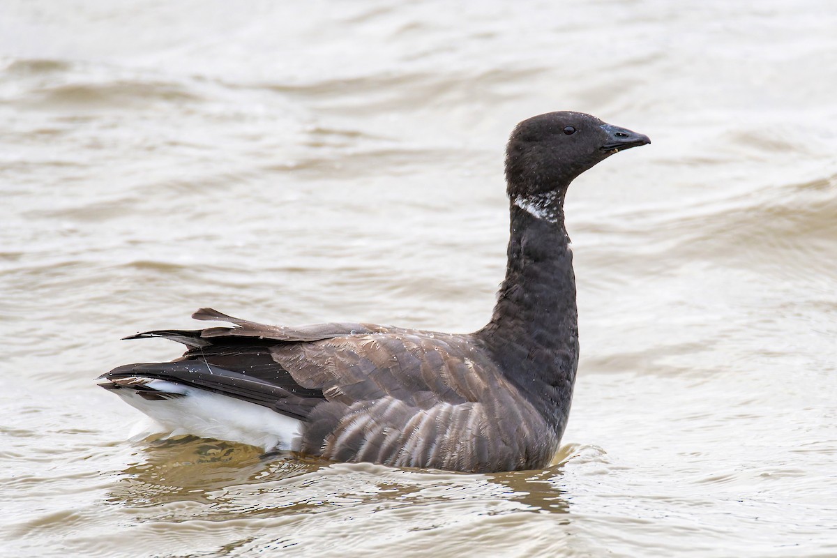 Ringelgans - ML645444372