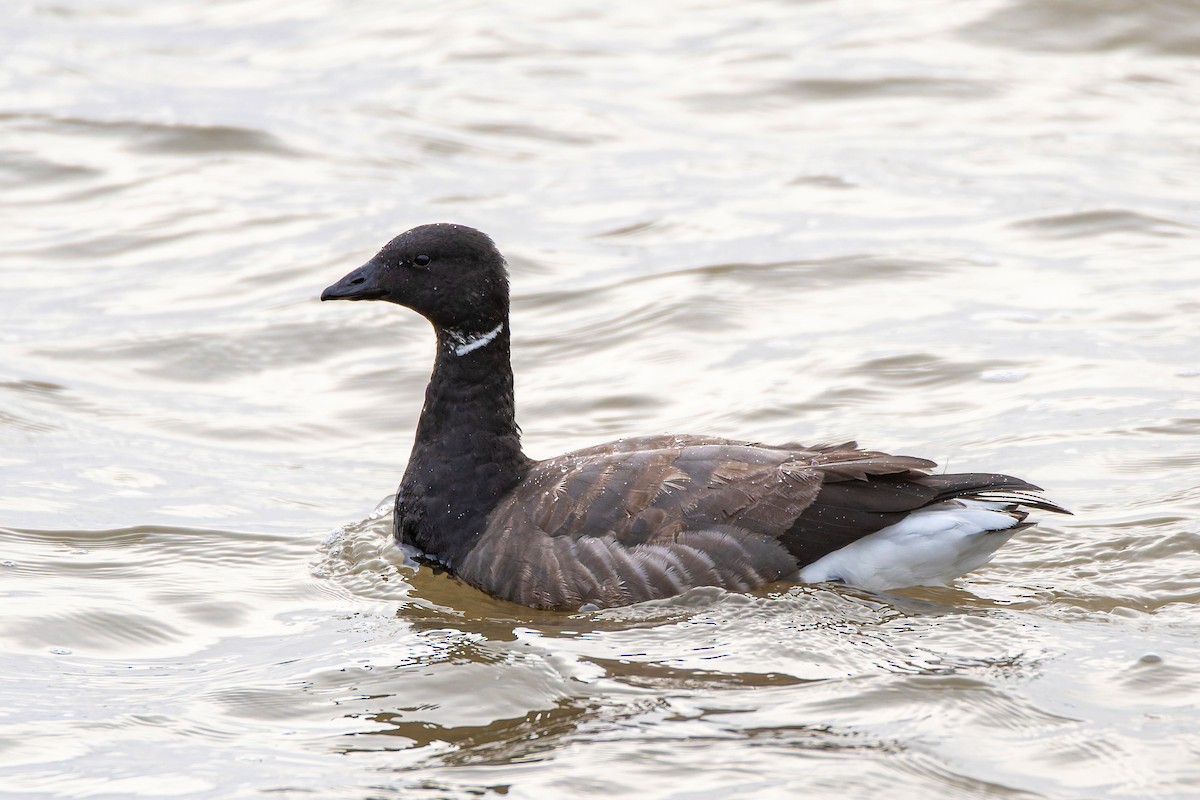 Ringelgans - ML645444373