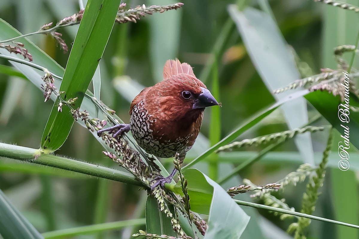 panenka muškátová - ML645444377