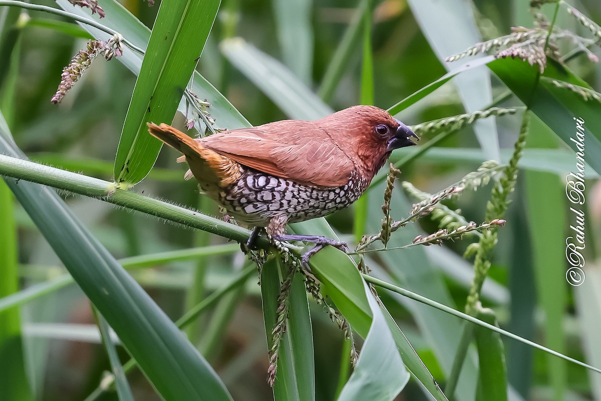 panenka muškátová - ML645444379