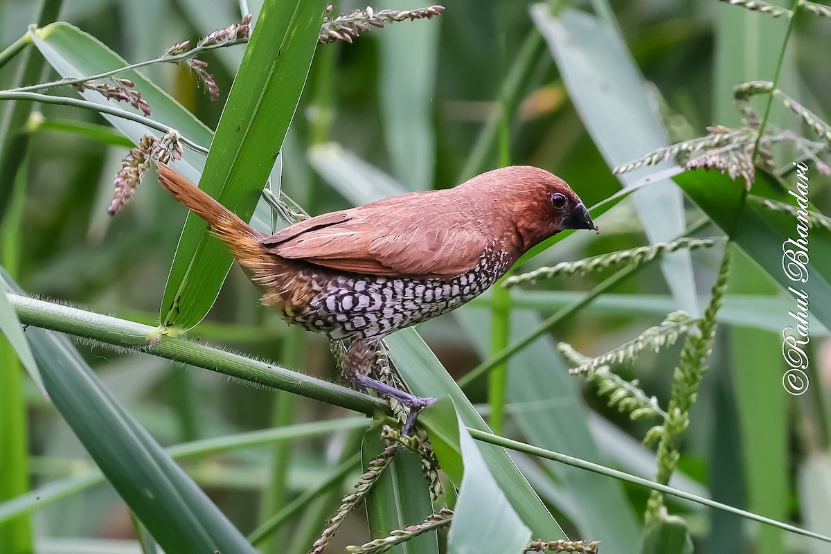 panenka muškátová - ML645444381