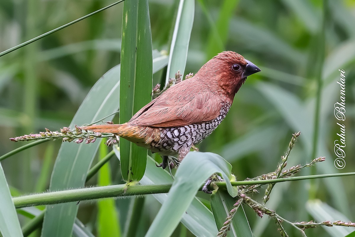 panenka muškátová - ML645444382