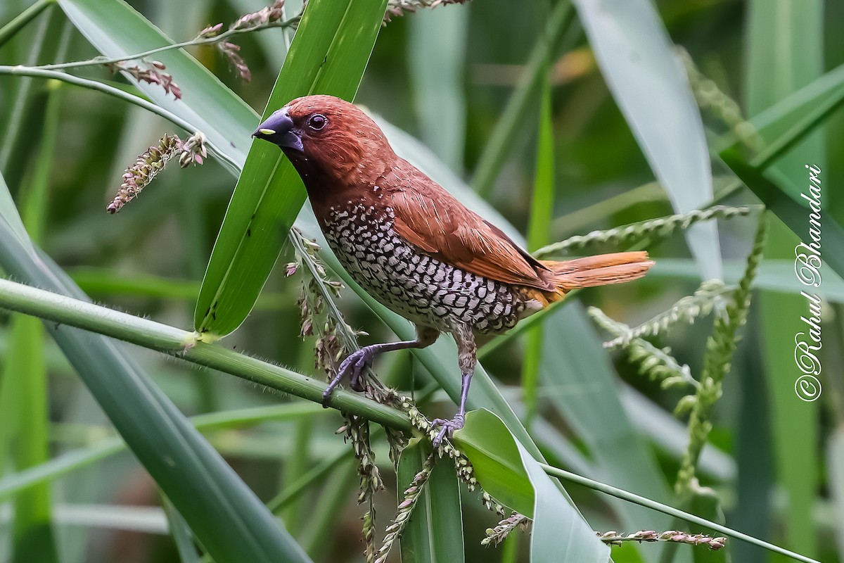 panenka muškátová - ML645444384