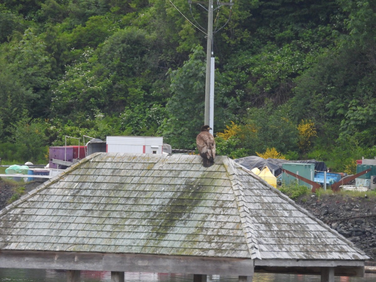 orel bělohlavý - ML645444385