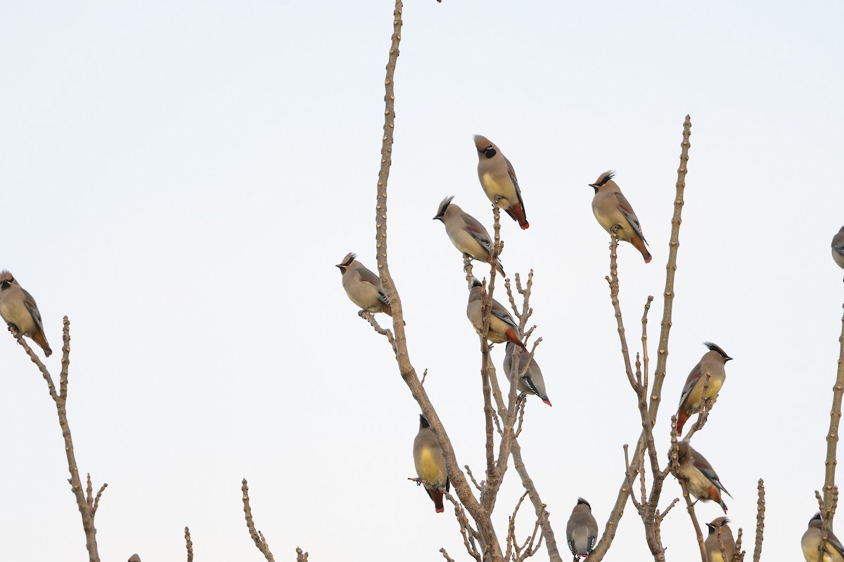 brkoslav amurský - ML645444387