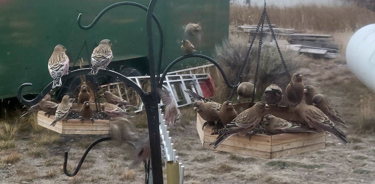 pěnkavice coloradská - ML645444389