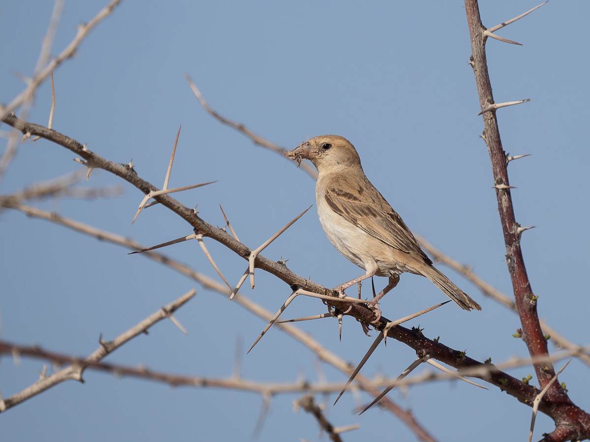 vrabec pouštní - ML645444397