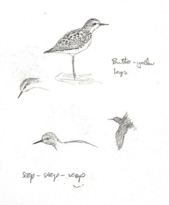 vodouš žlutonohý - ML645444401