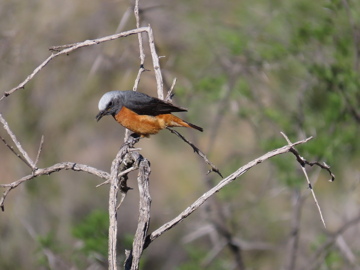 Short-toed Rock-Thrush - ML645444405