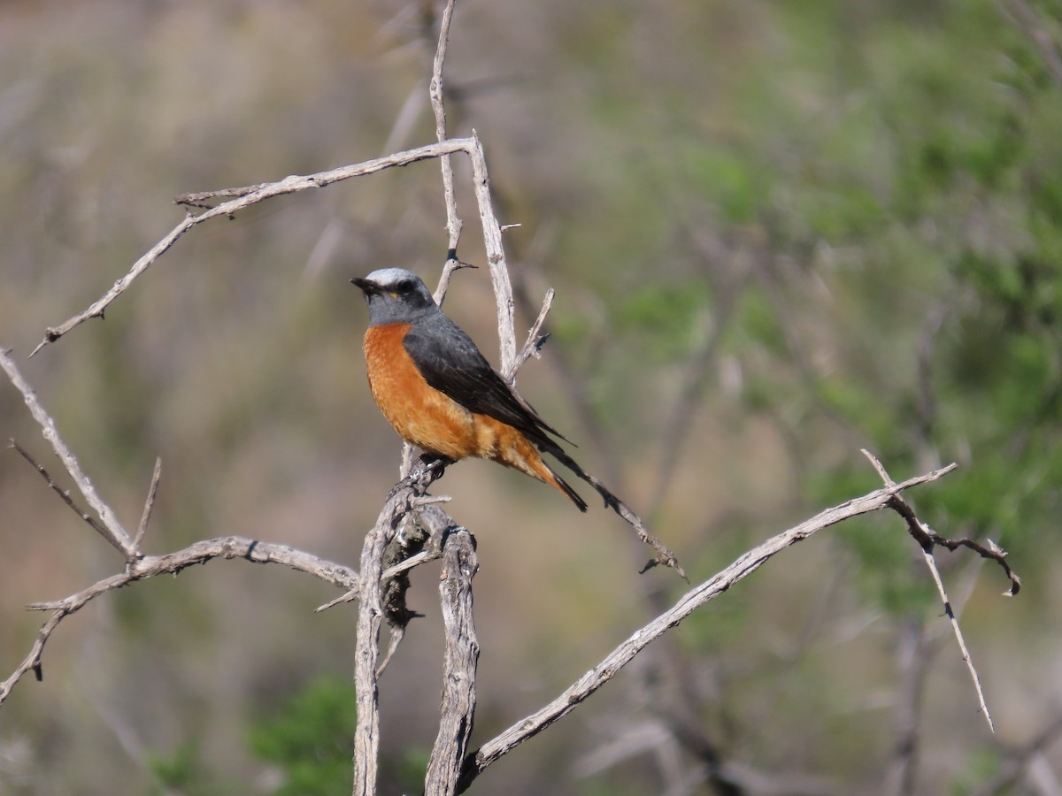 Short-toed Rock-Thrush - ML645444406