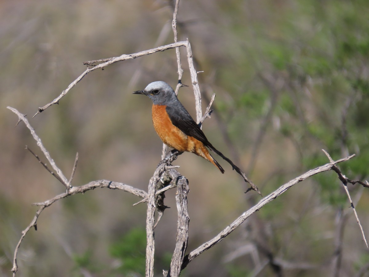 Short-toed Rock-Thrush - ML645444407
