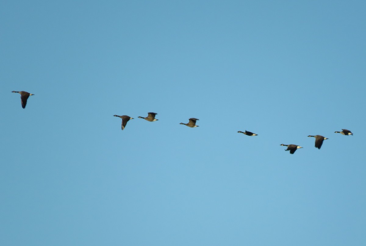 berneška velká - ML645444408