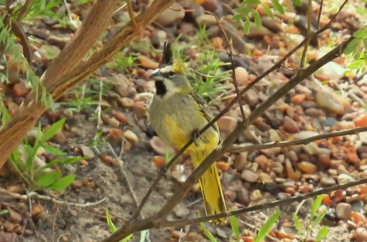 Yellow Cardinal - ML645444409