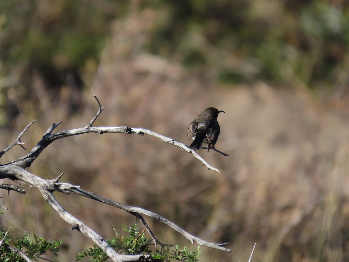 strdimil tmavý - ML645444411