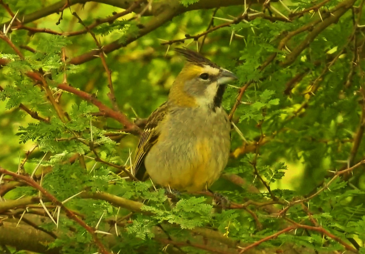 Yellow Cardinal - ML645444415