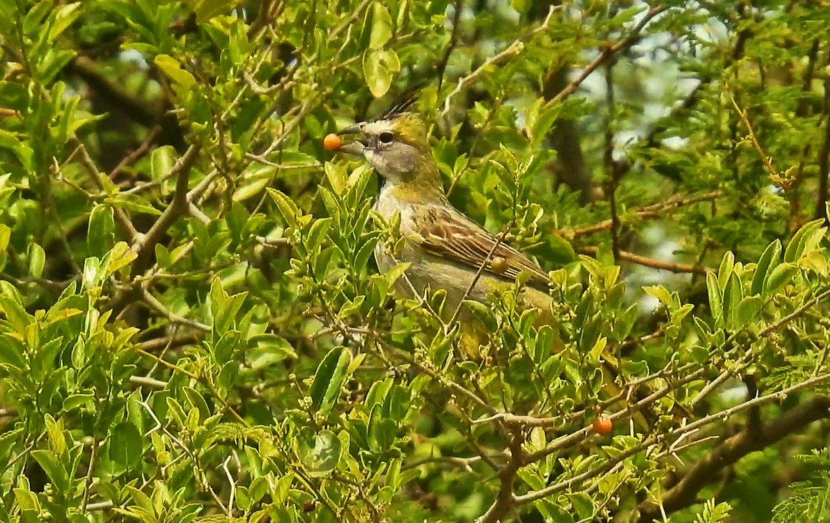 Yellow Cardinal - ML645444416