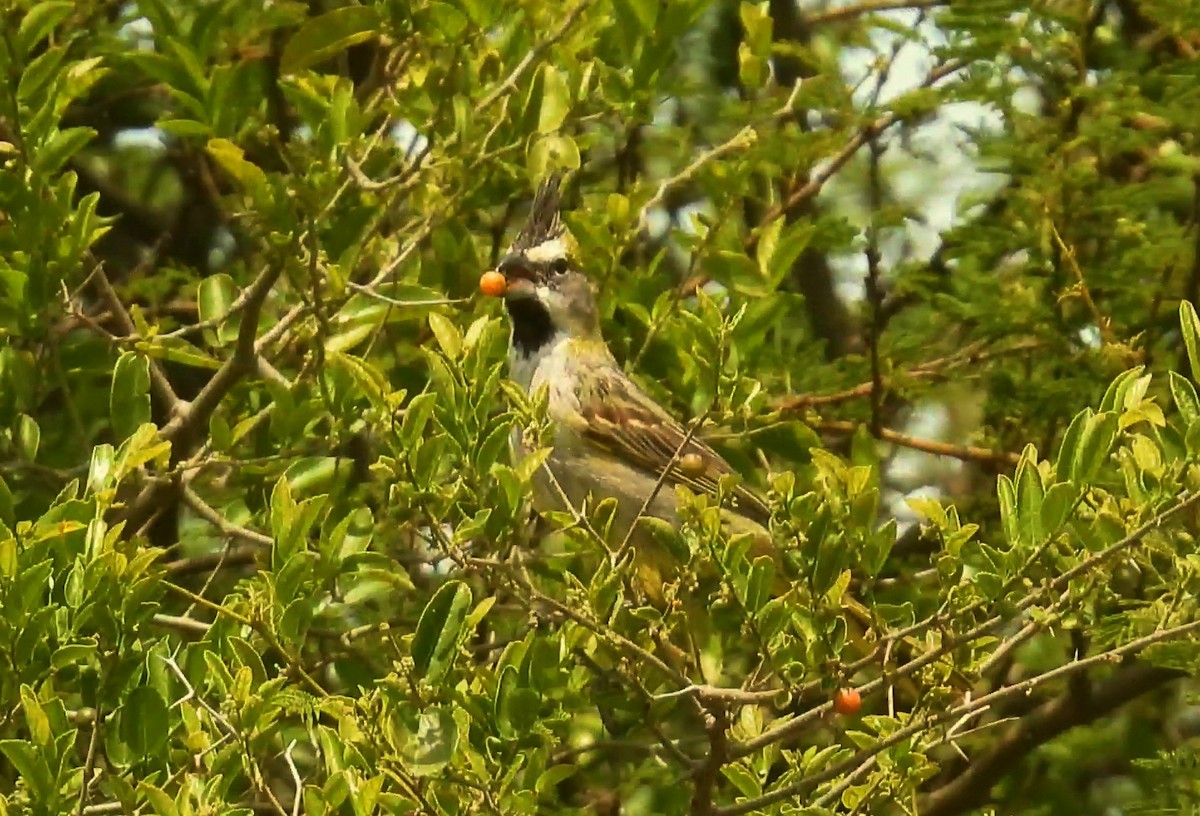 Yellow Cardinal - ML645444419