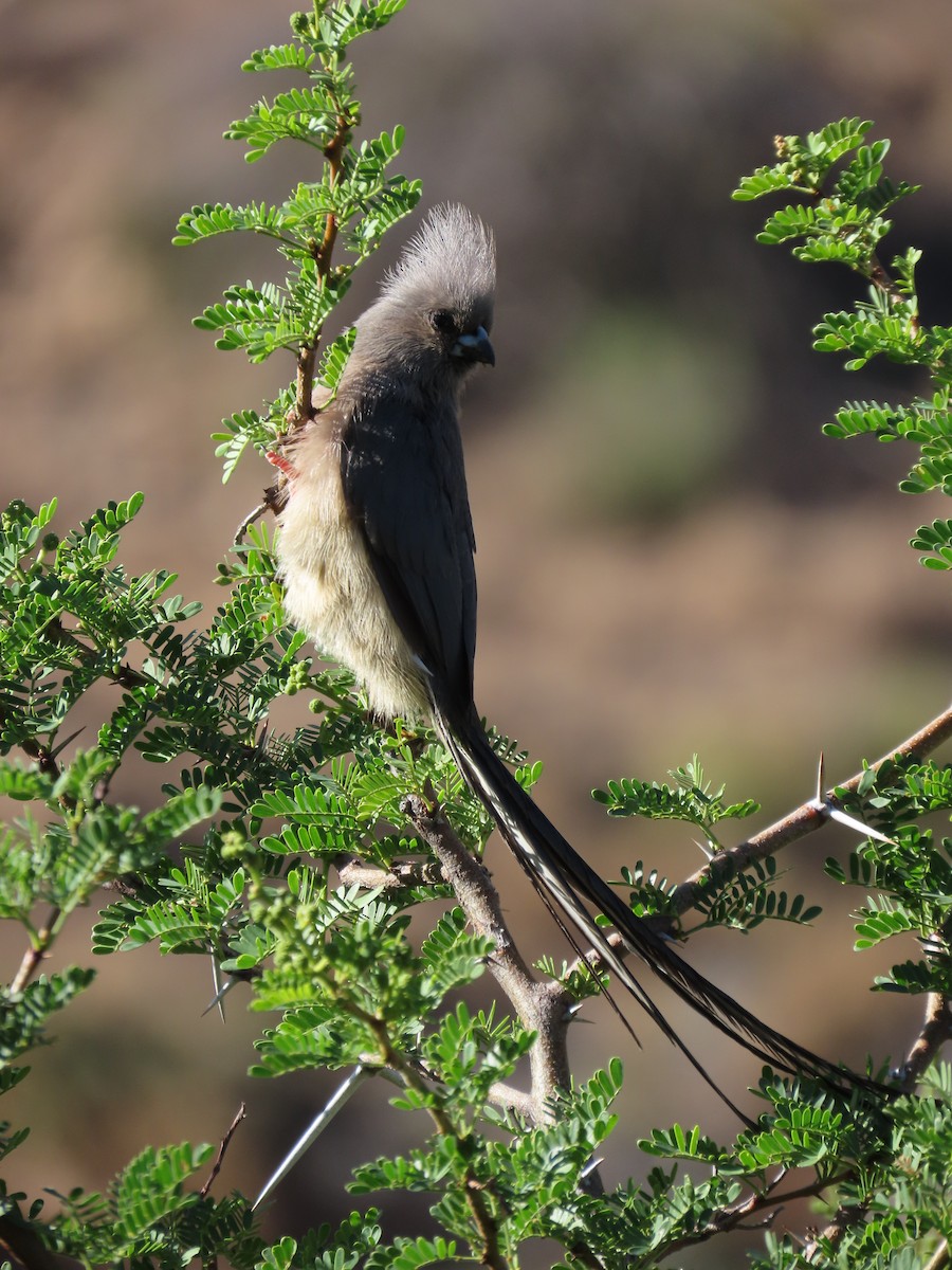 myšák bělohřbetý - ML645444420