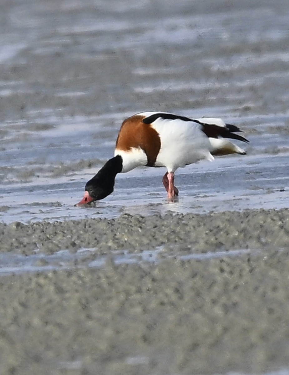 husice liščí - ML645444427