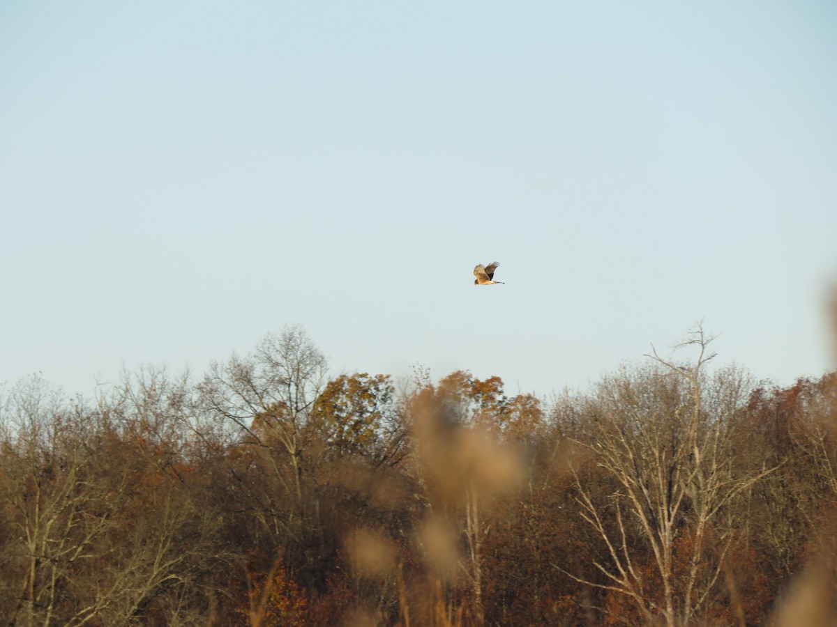 moták severoamerický - ML645444428