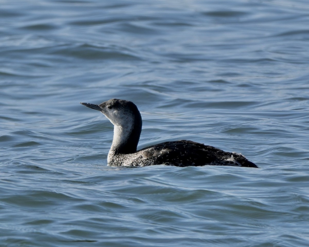 Краснозобая гагара - ML645444429