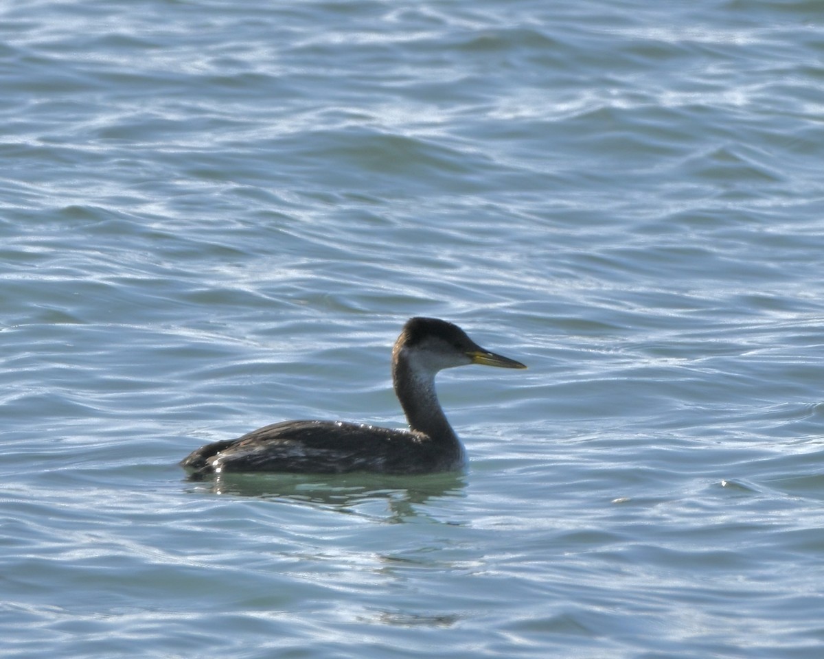 Серощёкая поганка - ML645444431