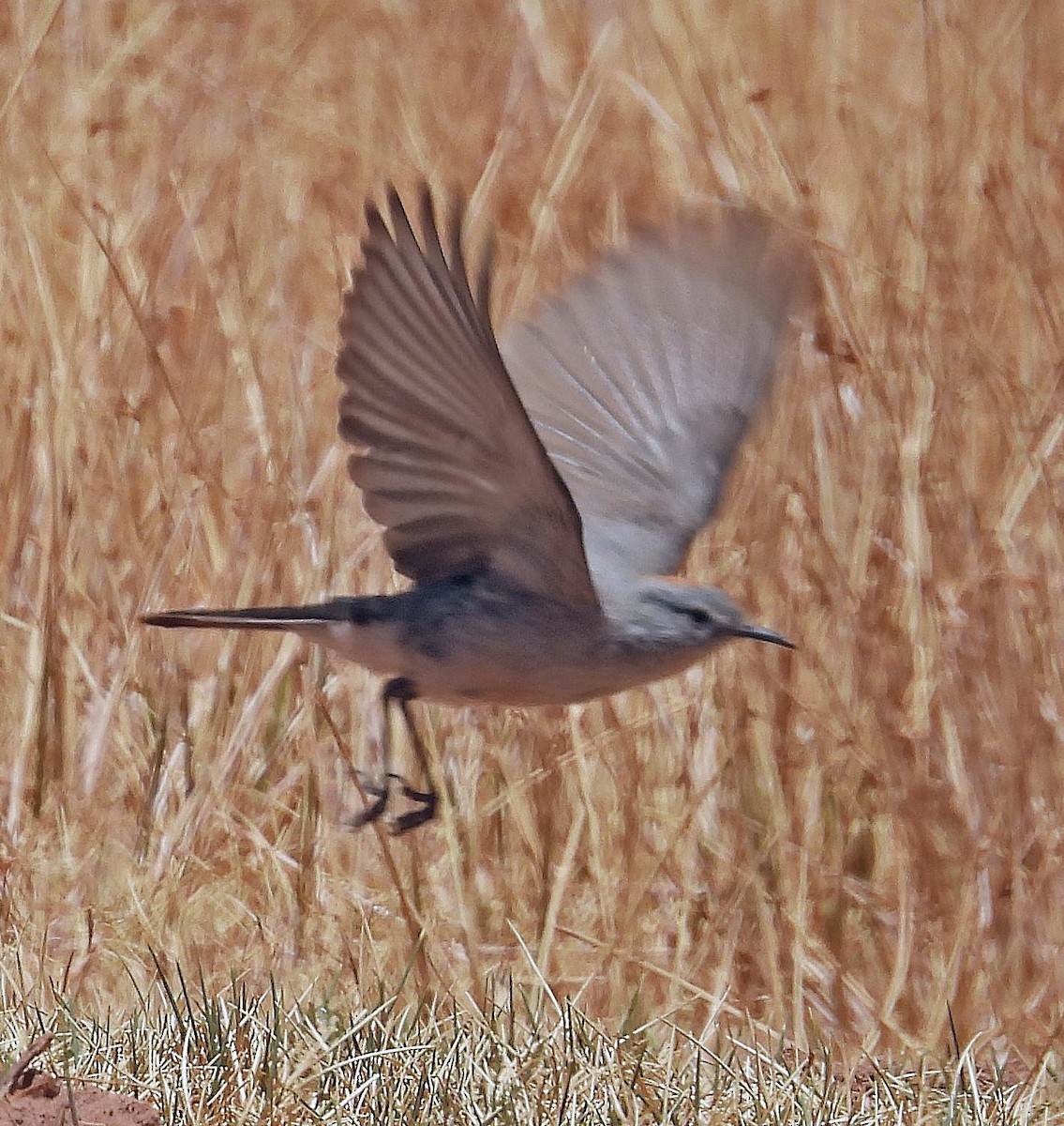 Рыжешапочная дормилона - ML645444443