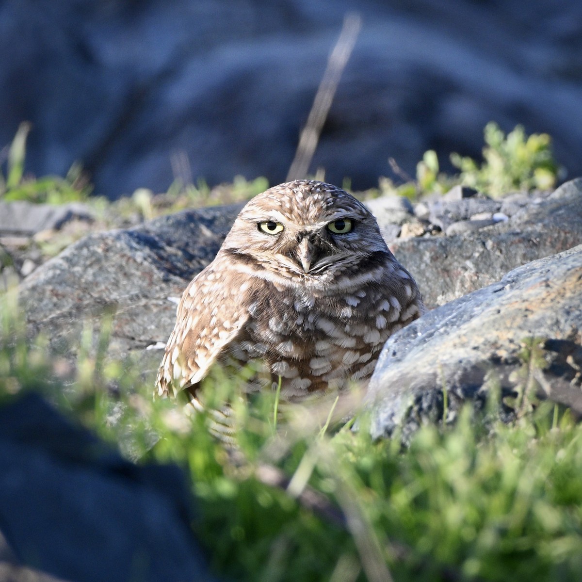Кроличий сыч - ML645444444