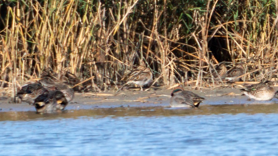 Бекас - ML645444445