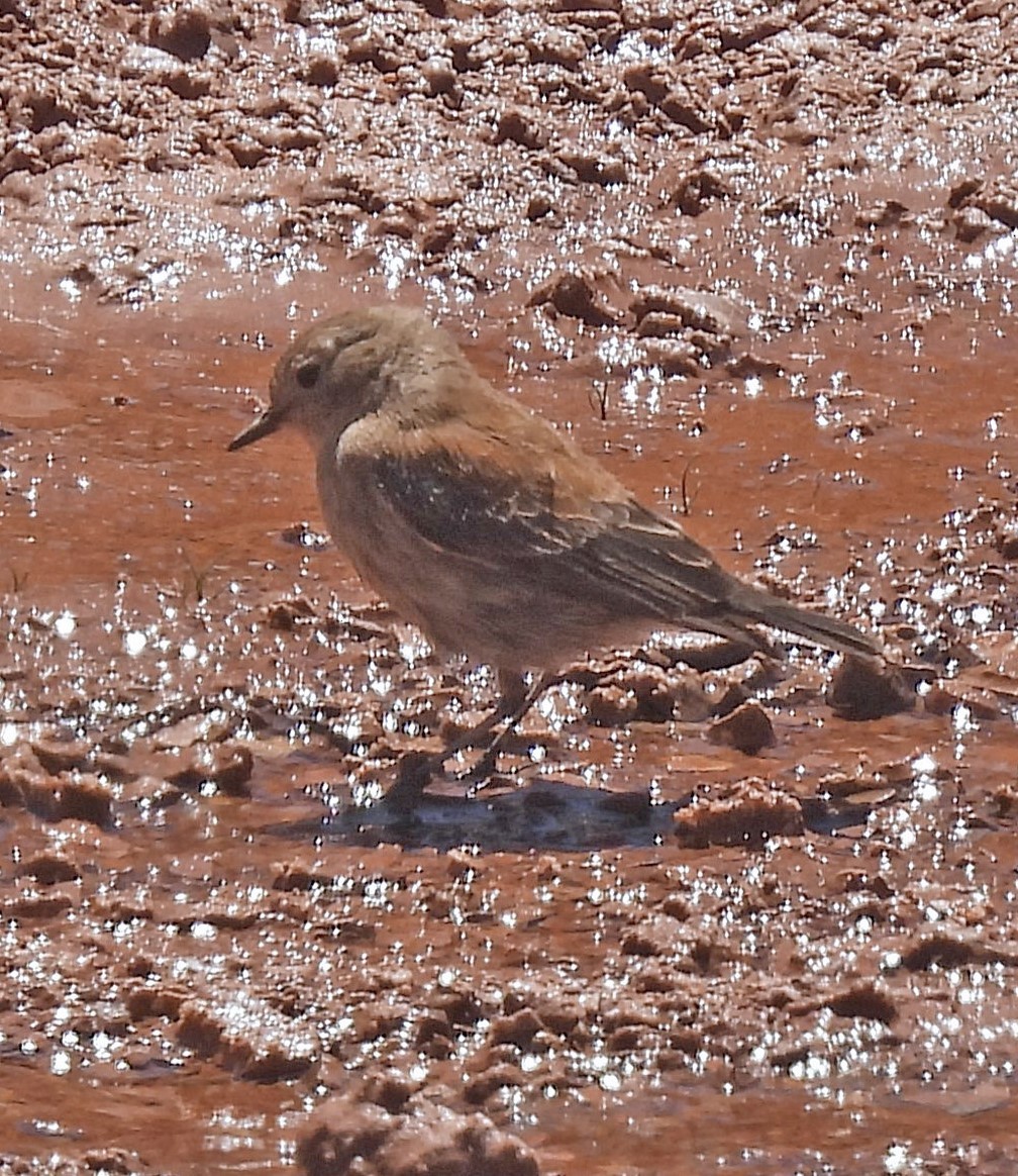 Андский негрито - ML645444446