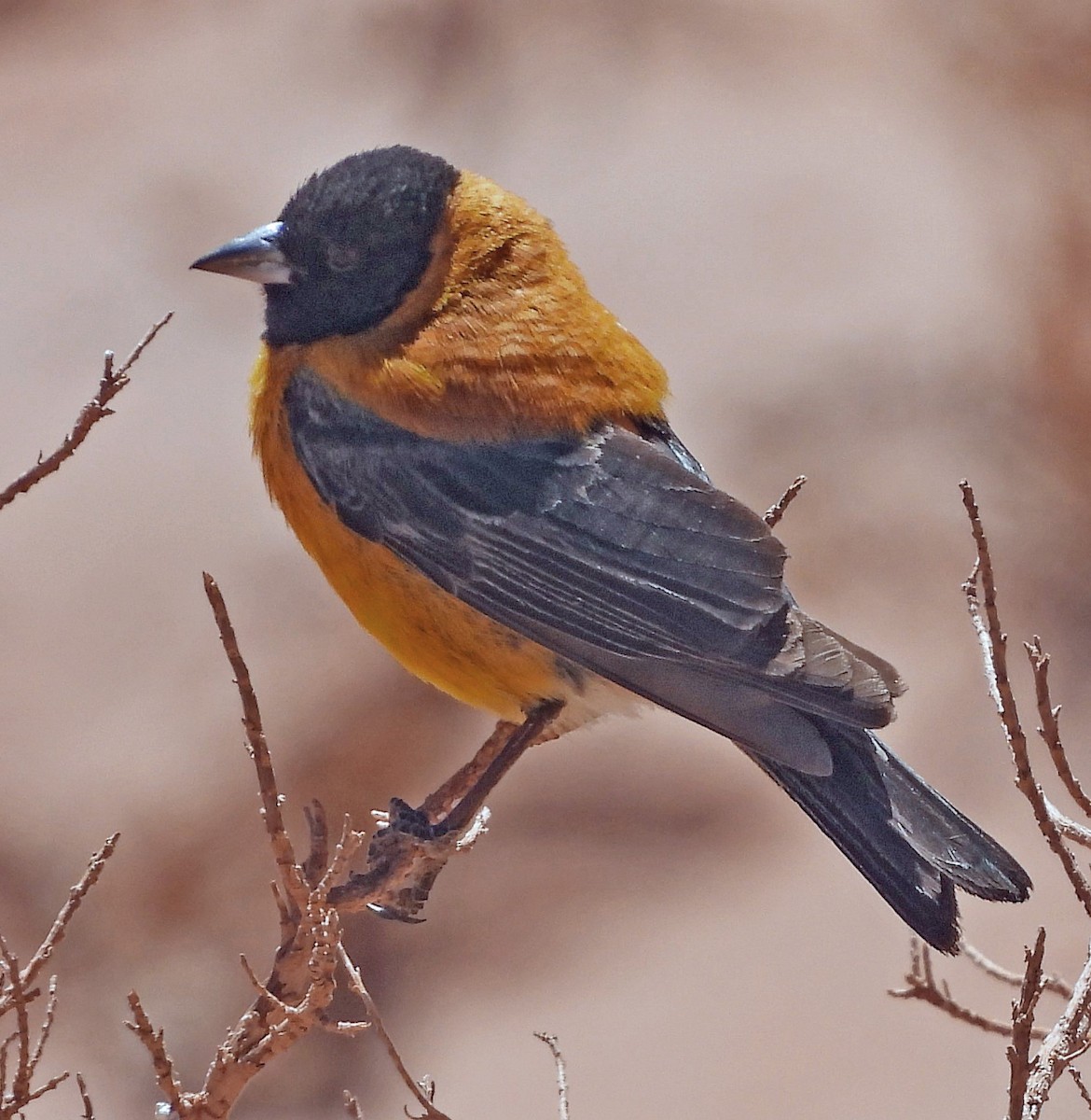 Черноголовый овсяночник - ML645444448