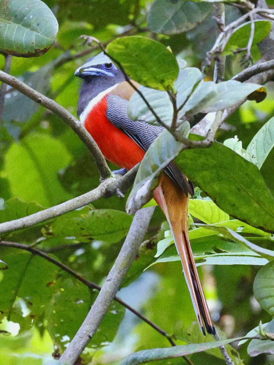 Малабарский трогон - ML645444450