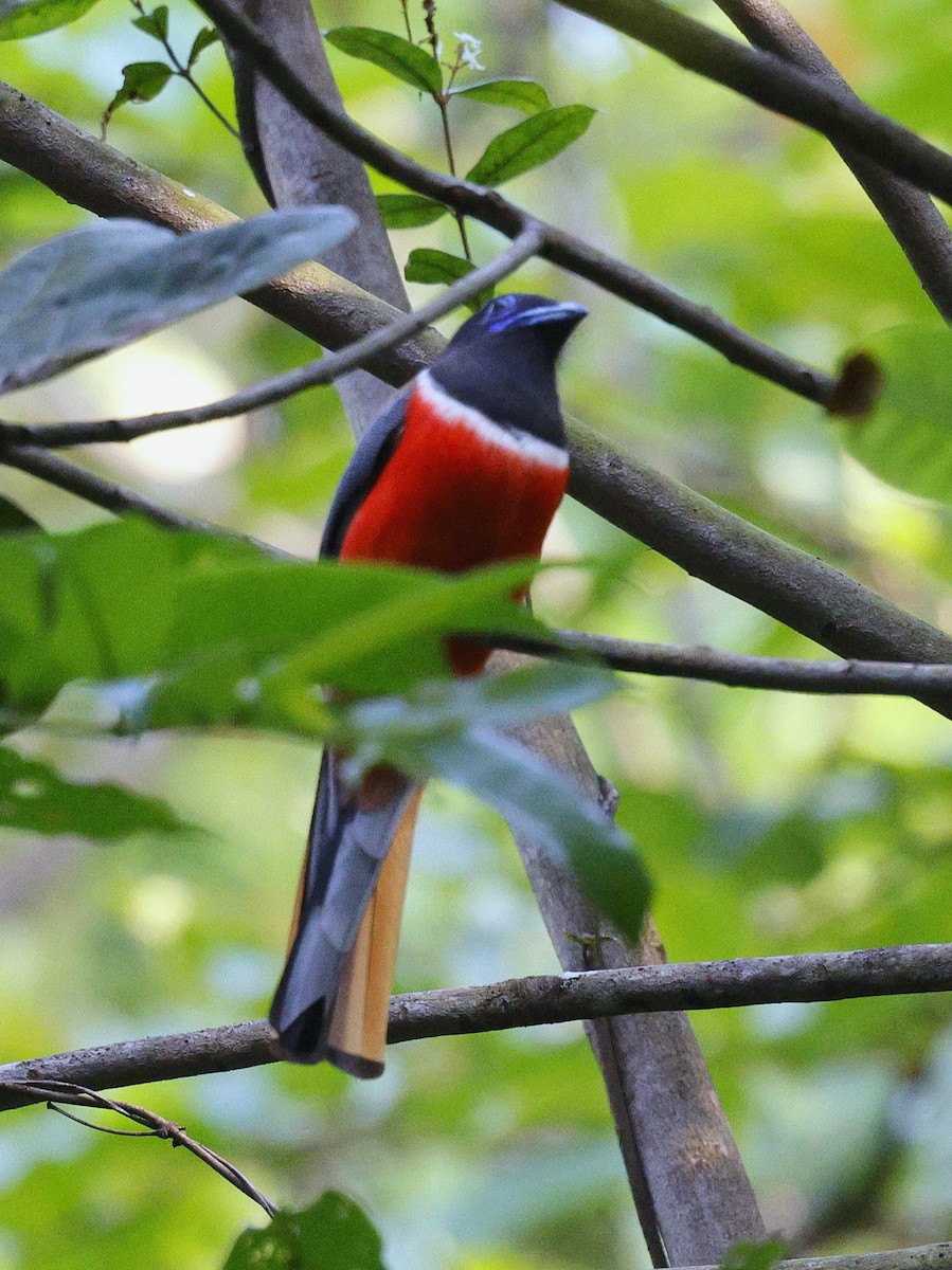 Малабарский трогон - ML645444451