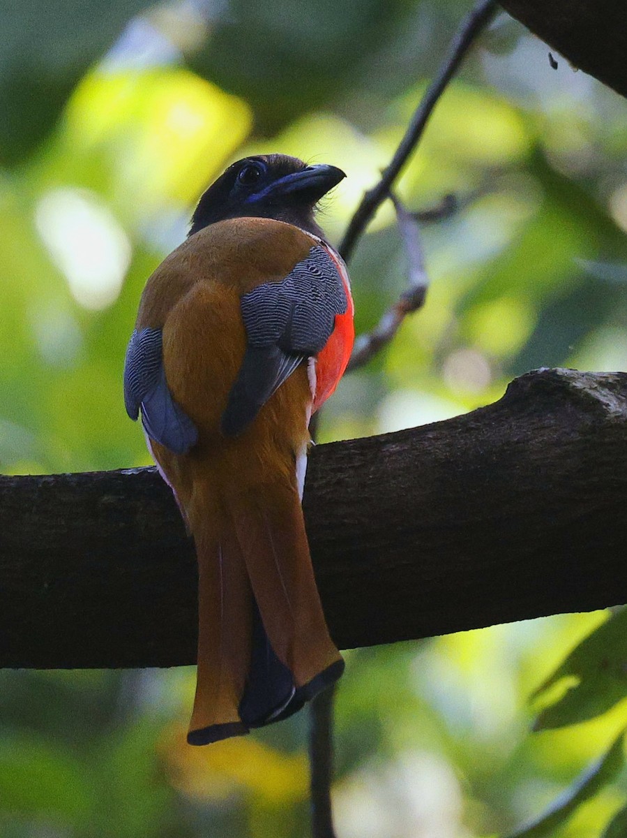 Малабарский трогон - ML645444452