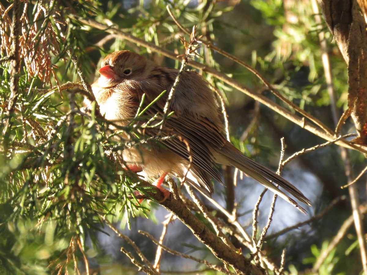Полевая малая овсянка - ML645444453