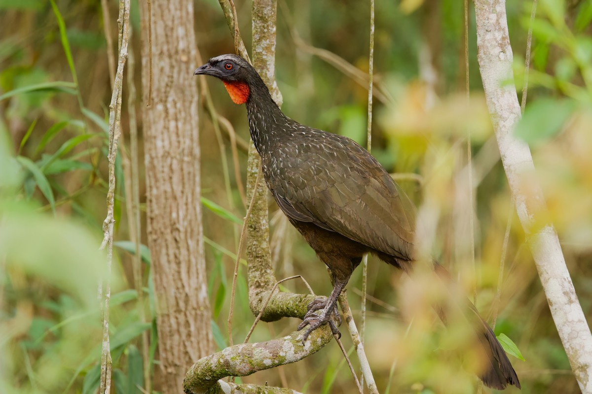 Бронзовая пенелопа - ML645444457