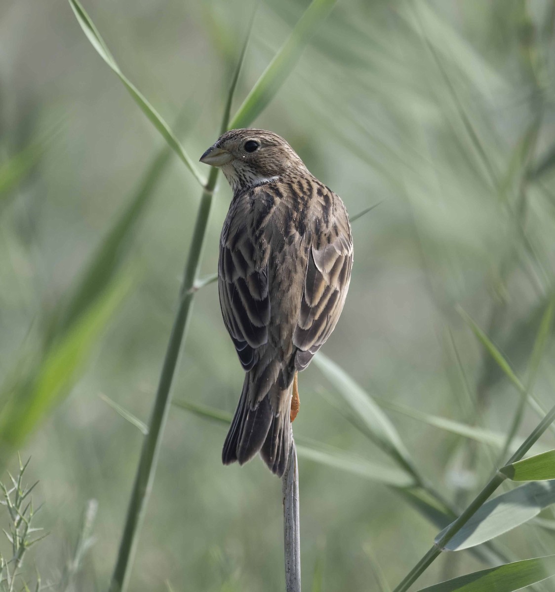 Просянка - ML645444458