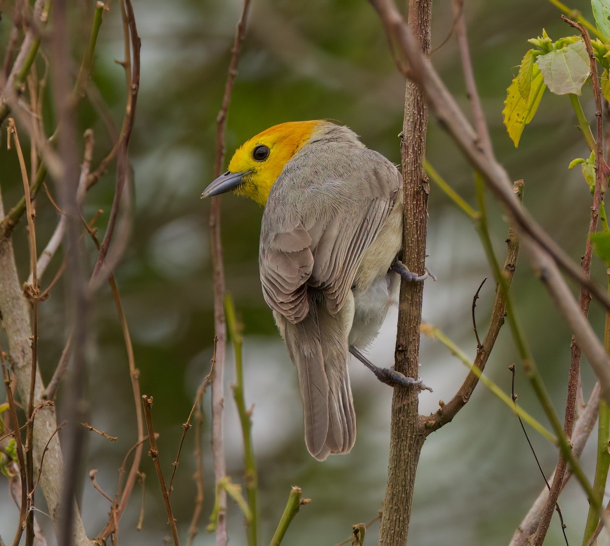 Рыжеголовая пипира - ML645444464