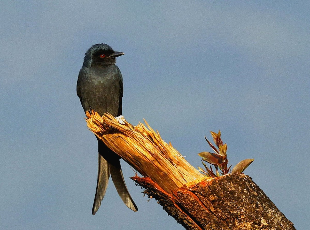 Пепельный дронго - ML645444465