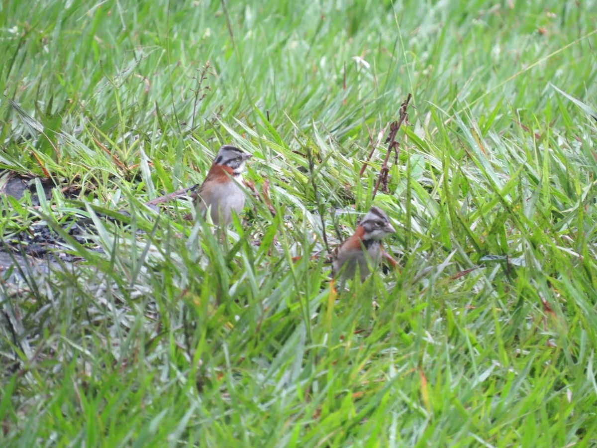 Рыжешейная зонотрихия - ML645444466