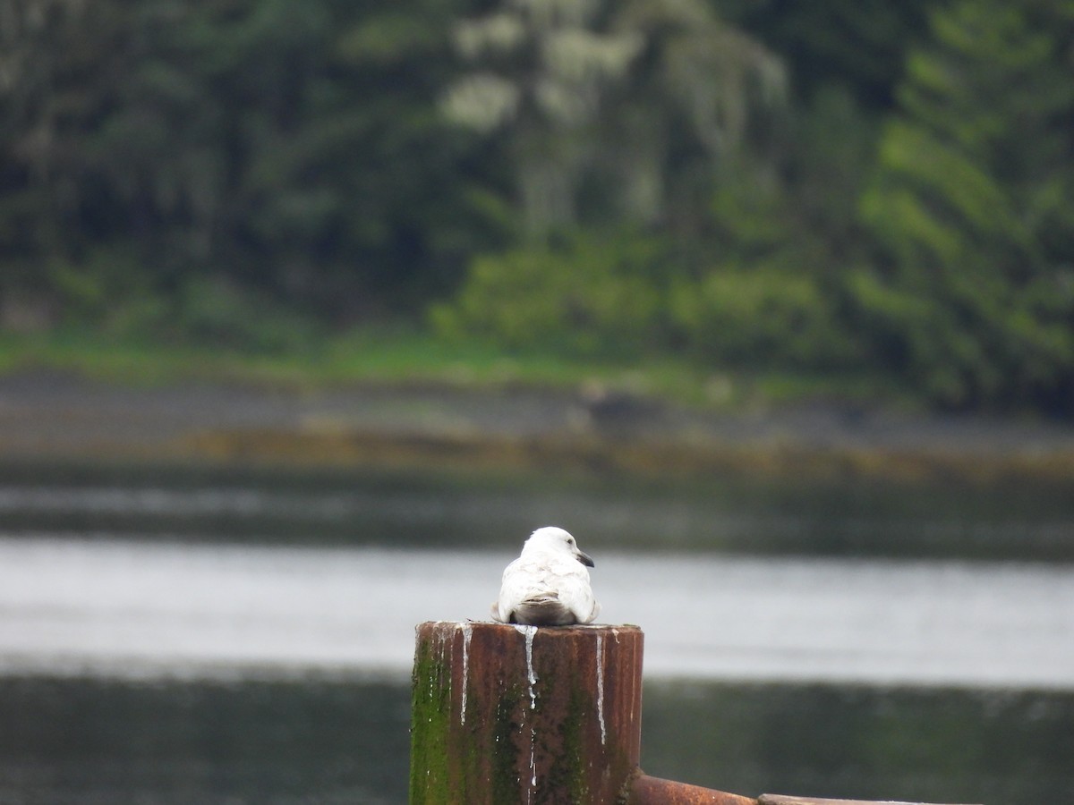 Серокрылая чайка - ML645444472