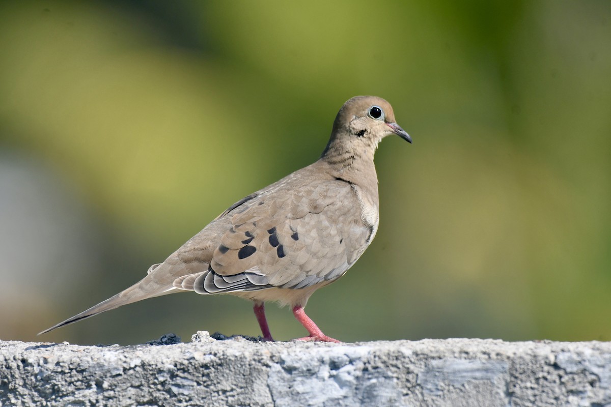 Mourning Dove - ML645444475