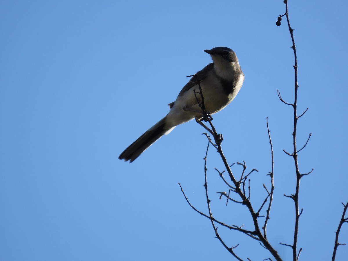 Капская трясогузка - ML645444477